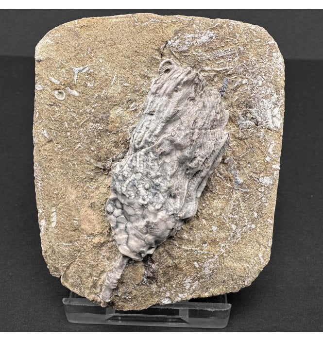 Mississippian, Carboniferous Crinoid from Indiana, USA (SKU OF3309):- Macrocrinus mundulus