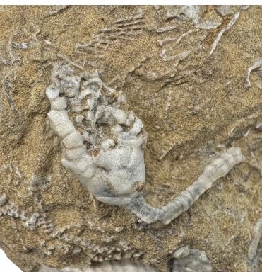 Mississippian, Carboniferous Crinoid from Indiana, USA (SKU OF3323):- Barycrinus rhombiferus