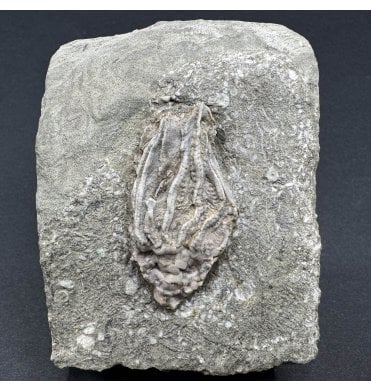 Mississippian, Carboniferous Crinoid from Indiana, USA (SKU OF3351):- Macrocrinus mundulus