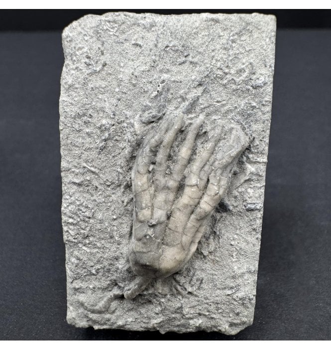 Mississippian, Carboniferous Crinoid from Indiana, USA (SKU OF3828):- Sarocrinus nitidus