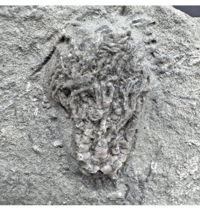 Mississippian, Carboniferous Crinoid from Indiana, USA (SKU OF3829):- Pachylocrinus aequalis