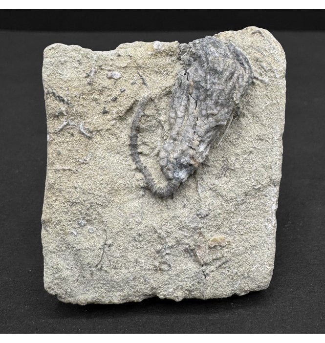 Mississippian, Carboniferous Crinoid from Indiana, USA (SKU OF4103):- Pachylocrinus aequalis