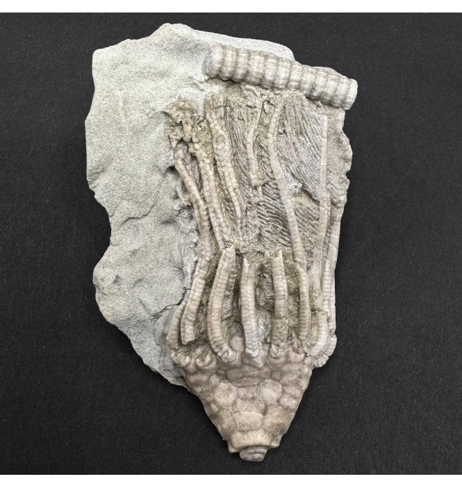 Mississippian, Carboniferous Crinoid from Indiana, USA (SKU OF4431):- Macrocrinus mundulus