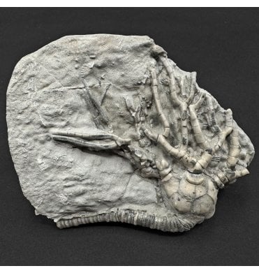 Mississippian, Carboniferous Crinoid from Indiana, USA (SKU OF4432):- Cyathocrinites iowensis