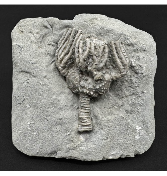 Mississippian, Carboniferous Crinoid from Indiana, USA (SKU OF4433):- Platycrinites hemisphericus