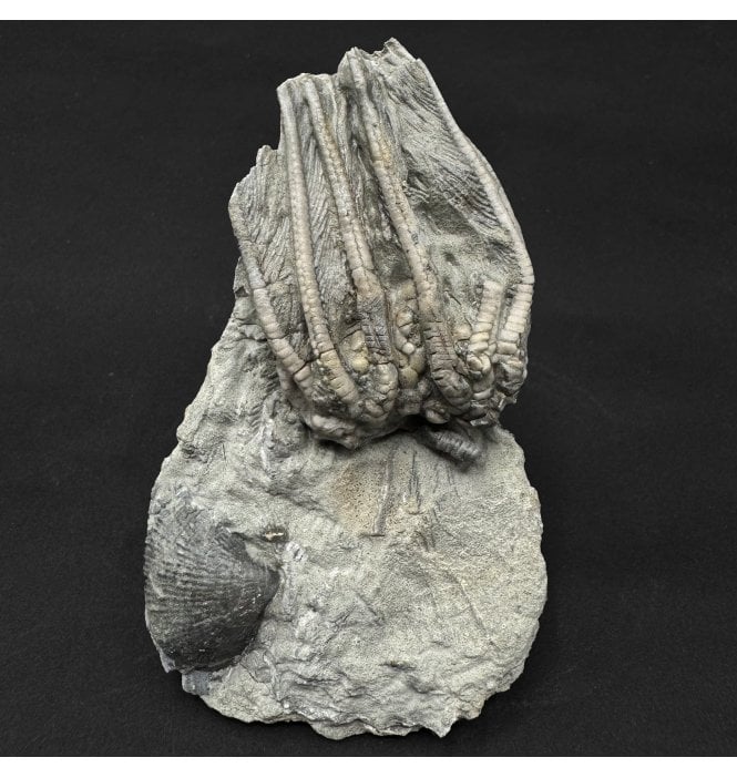 Mississippian, Carboniferous Crinoid from Indiana, USA (SKU OF4434):- Agaricocrinus splendens
