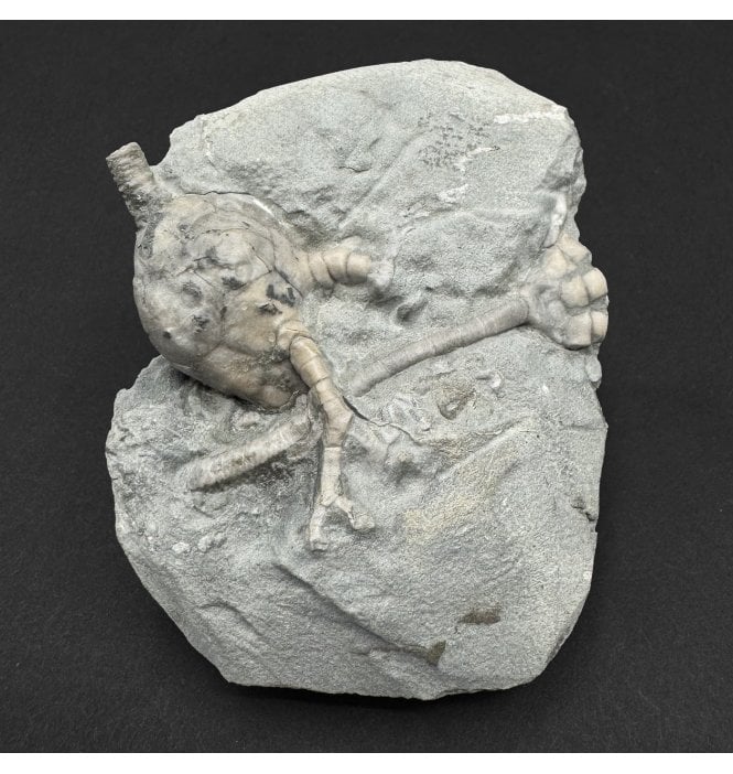 Mississippian, Carboniferous Crinoid from Indiana, USA (SKU OF4457):- Scytalocrinus disparilis and Cyathocrinites iowensis