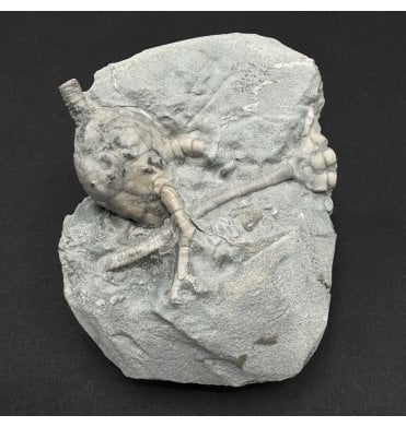 Mississippian, Carboniferous Crinoid from Indiana, USA (SKU OF4457):- Scytalocrinus disparilis and Cyathocrinites iowensis