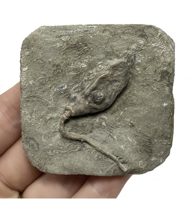 Mississippian, Carboniferous Crinoid with Gastropod Epifauna from Indiana, USA (SKU OF2024):- Macrocrinus mundulus and Platyceras equilateralis (gastropod)