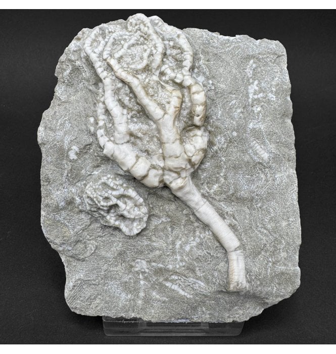 Mississippian, Carboniferous Crinoids from Illinois, USA (SKU OF OF4471):- Onychocrinus sp. and Taxocrinus sp.