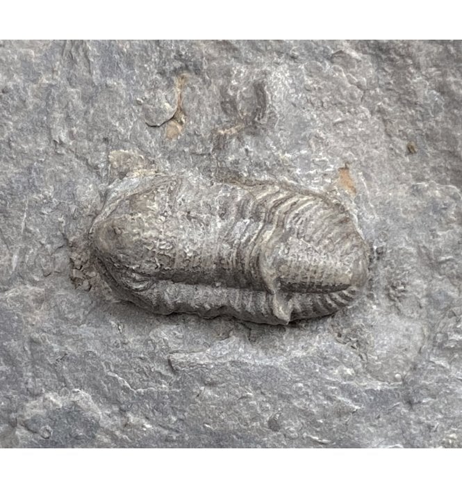 Mississippian Lower Carboniferous Trilobite from Missouri, USA (SKU T0818):- Ameropiltonia lauradanae