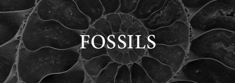 Fossils