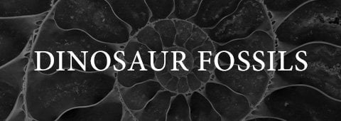 Dinosaur Fossils