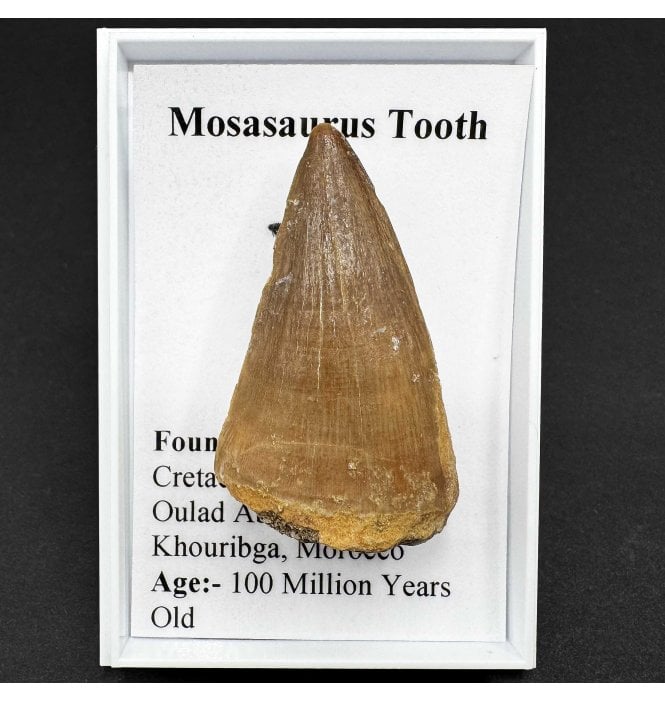 Mosasaurus Tooth from Morocco (SKU G35):- Mosasaurus sp.