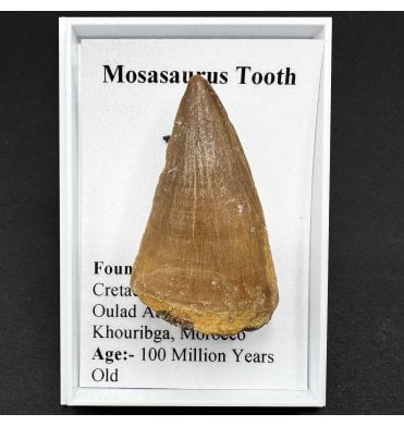 Mosasaurus Tooth from Morocco (SKU G35):- Mosasaurus sp.