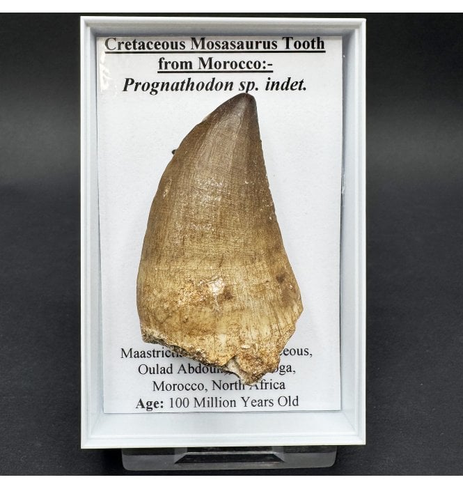 Mosasaurus Tooth from Morocco (SKU G95):- Prognathodon sp. indet.