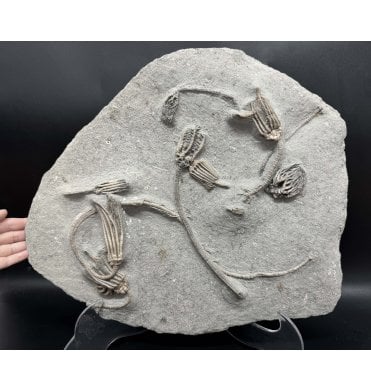 Museum Grade Multiple Mississippian, Carboniferous Crinoid Cluster from Indiana, USA (SKU OF OF3031)