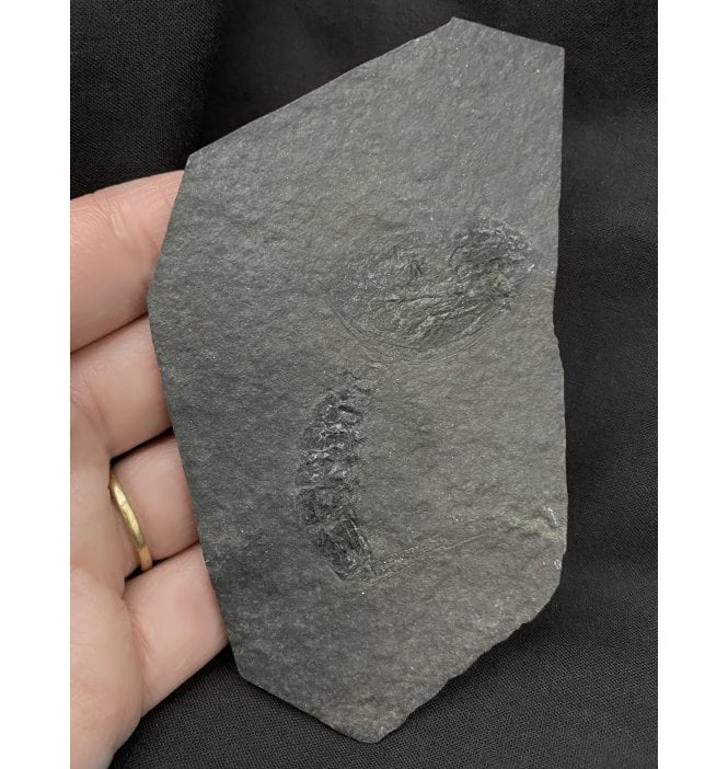 Museum Quality Complete British Silurian Phyllocarid Crustacean (Pod Shrimp) from Lesmahagow, Scotland (SKU OF1324):- Ceratiocaris papilio