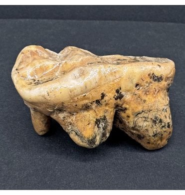 Old Adult Cave Bear Molar Tooth from Pleistocene Period, Romania (SKU V7592):- Ursus spelaeus