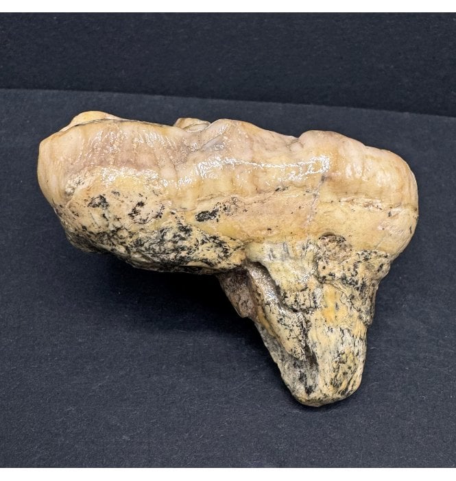 Old Adult Cave Bear Molar Tooth from Pleistocene Period, Romania (SKU V7593):- Ursus spelaeus