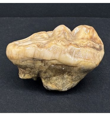 Old Adult Cave Bear Molar Tooth from Pleistocene Period, Romania (SKU V7595):- Ursus spelaeus
