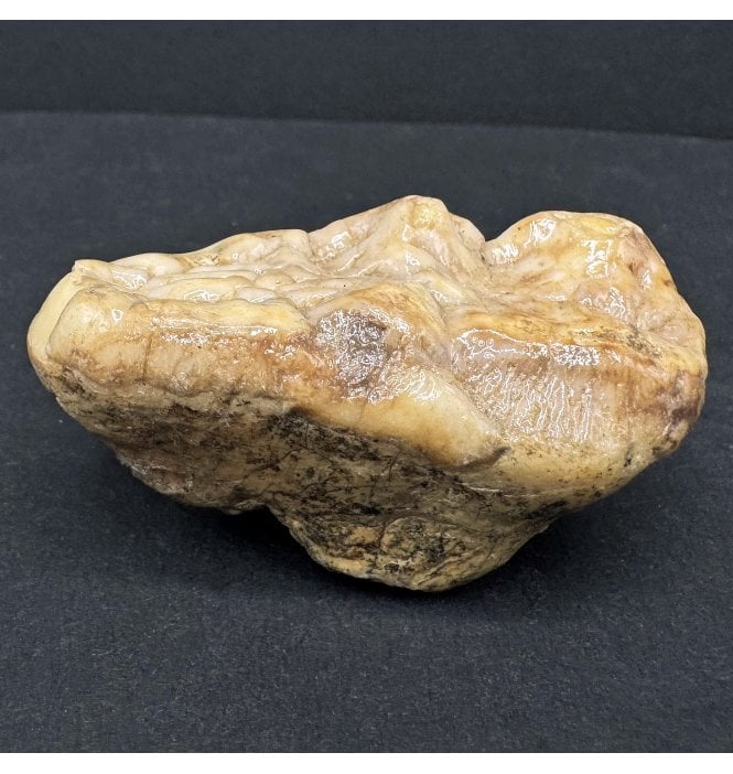 Old Adult Cave Bear Molar Tooth from Pleistocene Period, Romania (SKU V7596):- Ursus spelaeus