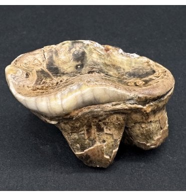 Old Adult Fossil Cave Bear Molar Tooth from the Pleistocene Period, Romania (SKU V7389):- Ursus spelaeus