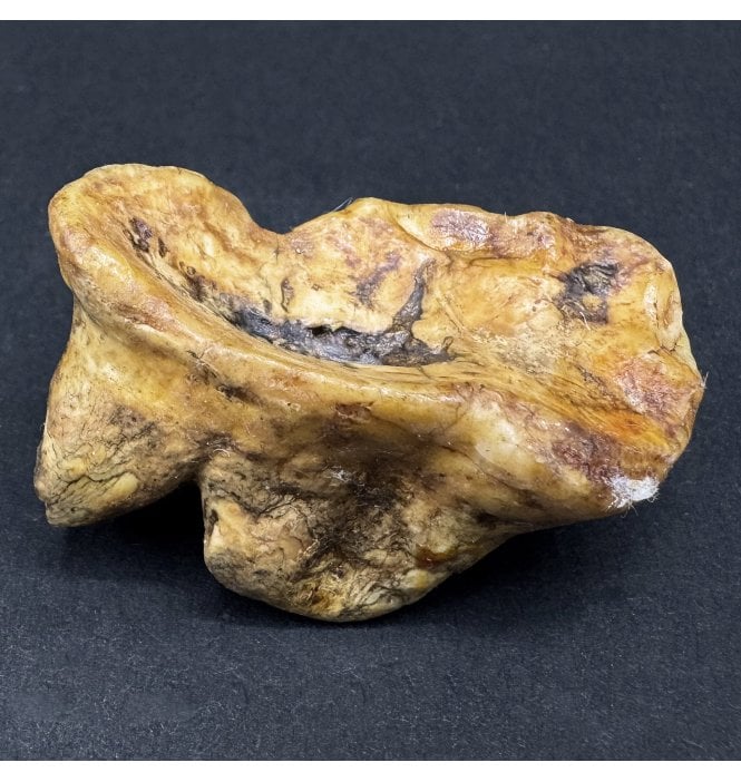 Old Adult Fossil Cave Bear Molar Tooth from the Pleistocene Period, Romania (SKU V7390):- Ursus spelaeus