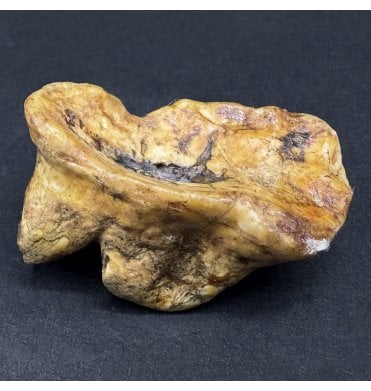 Old Adult Fossil Cave Bear Molar Tooth from the Pleistocene Period, Romania (SKU V7390):- Ursus spelaeus