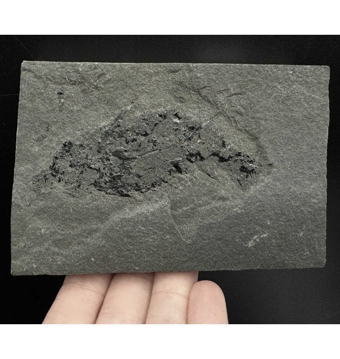 Old Red Sandstone Early Devonian Acanthodian (Primitive Shark) Fossil Fish from Orkney, Scotland (SKU V6595):- Diplocanthus cf. crassisimus
