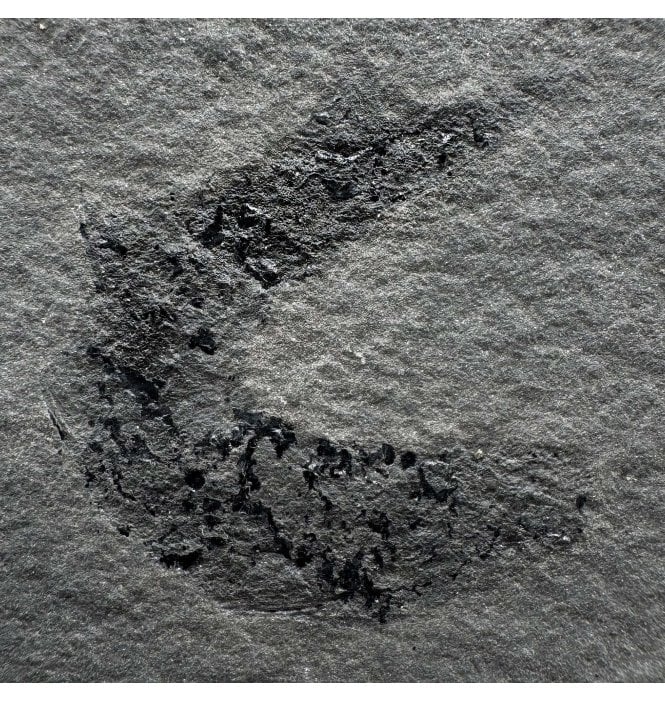 Old Red Sandstone Early Devonian Acanthodian (Primitive Shark) Fossil Fish from Orkney, Scotland (SKU V8624):- Diplocanthus cf. crassisimus