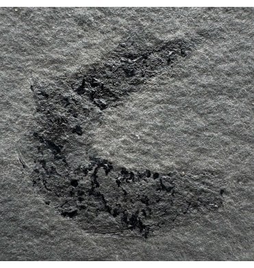 Old Red Sandstone Early Devonian Acanthodian (Primitive Shark) Fossil Fish from Orkney, Scotland (SKU V8624):- Diplocanthus cf. crassisimus