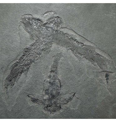 Old Red Sandstone Early Devonian Antiarch Placoderm “Lungfish” Fossil Fish Cluster from Orkney, Scotland (SKU V9237):- Pterichthyodes milleri and 2 Osteolepis macrolepidotus