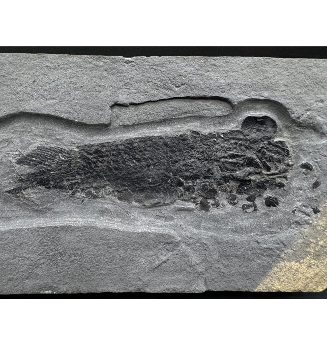 Old Red Sandstone, Early Devonian “Lobed-Fin” Fossil Fish from Orkney Isles, Scotland (SKU V6987):- Pentlandia macroptera