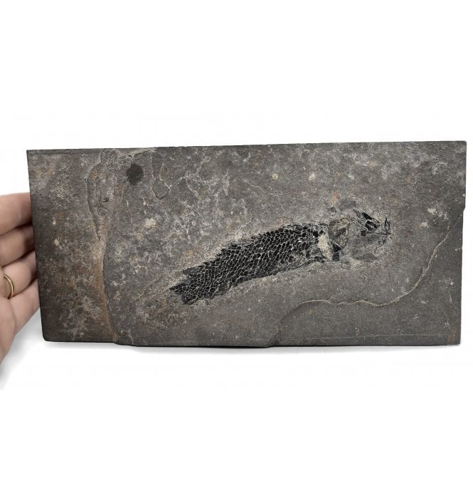 Old Red Sandstone Early Devonian “Lobed Fin” Fossil Fish from Orkney, Scotland (SKU V4365):- Osteolepis macrolepidotus