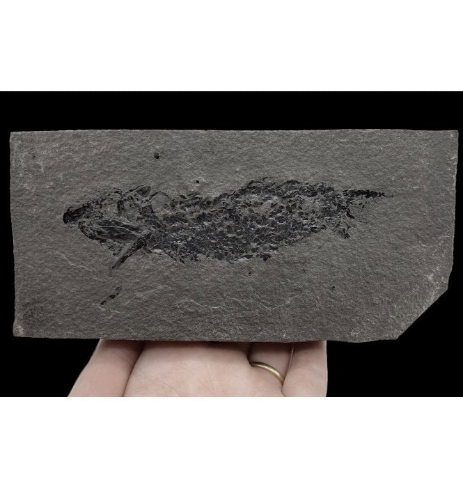 Old Red Sandstone Early Devonian “Lobed Fin” Fossil Fish from Orkney, Scotland (SKU V5163):- Osteolepis macrolepidotus