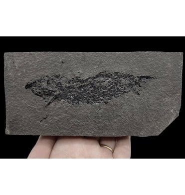 Old Red Sandstone Early Devonian “Lobed Fin” Fossil Fish from Orkney, Scotland (SKU V5163):- Osteolepis macrolepidotus