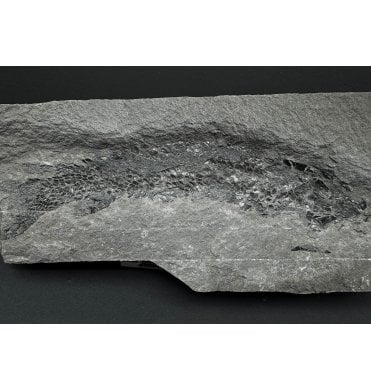 Old Red Sandstone Early Devonian “Lobed Fin” Fossil Fish from Orkney, Scotland (SKU V6820):- Osteolepis macrolepidotus