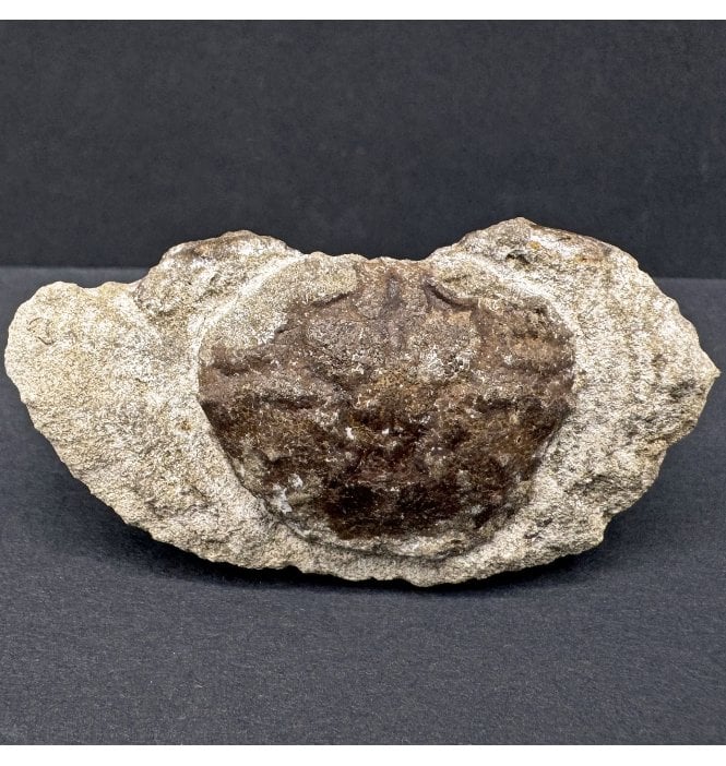 Oligocene Fossil Crab from Kazakhstan (SKU OF3846):- Colomnia taunicum
