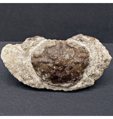 Oligocene Fossil Crab from Kazakhstan (SKU OF3846):- Colomnia taunicum