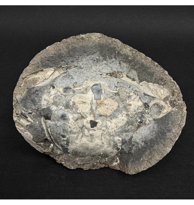 Oligocene, Fossil Crab from Lyby, Denmark (SKU OF4357):- Coeloma incarinatum