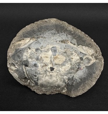 Oligocene, Fossil Crab from Lyby, Denmark (SKU OF4357):- Coeloma incarinatum