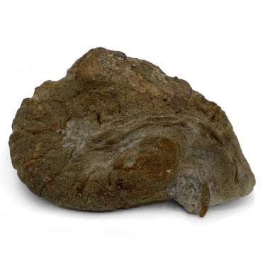 Oligocene Fossil Lobster from Kazakstan (SKU OF2224):- Hoploparia bajarunas