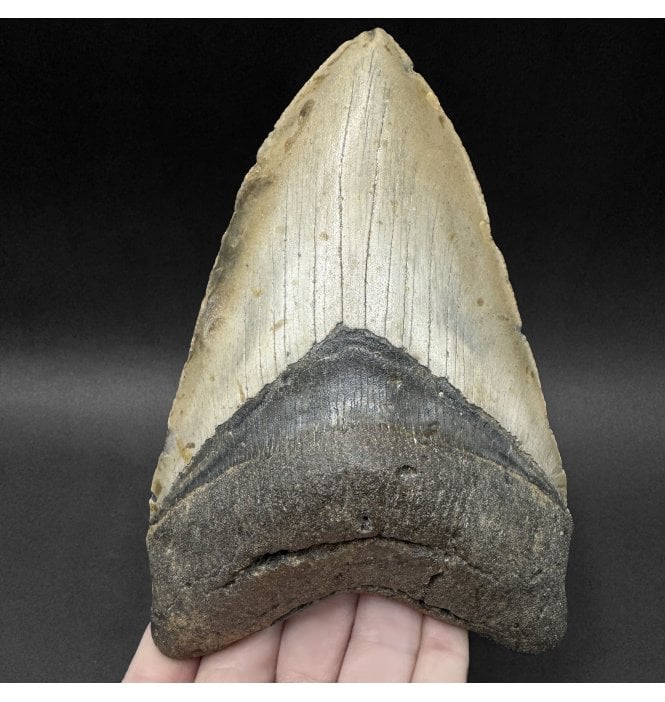 Olive Green, 6.15 Inch Early Pliocene ‘Megalodon’ Shark Tooth from North Carolina, USA (SKU V9337):- Otodus (Carcharocles) megalodon