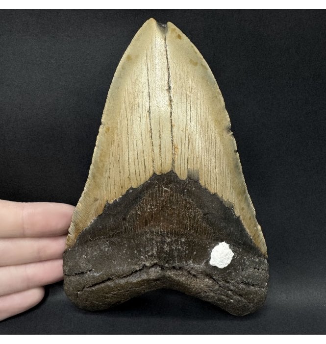Olive Green, 6 Inch Early Pliocene ‘Megalodon’ Shark Tooth from North Carolina, USA (SKU V9338):- Otodus (Carcharocles) megalodon