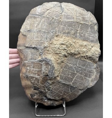 Only 4th one ever found! Very Rare Cretaceous Fossil Turtle Carapace from Isle Of Wight, England (SKU V8678):- Helochelydra cf. nopcsai