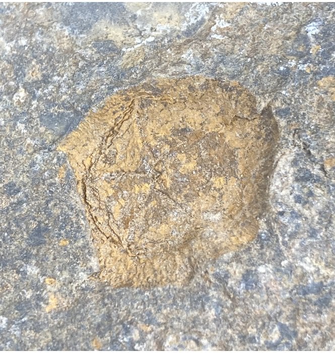 Ordovician Primitive Echinoderm from Morocco (SKU OF0971):- Edrioasteroidea sp.