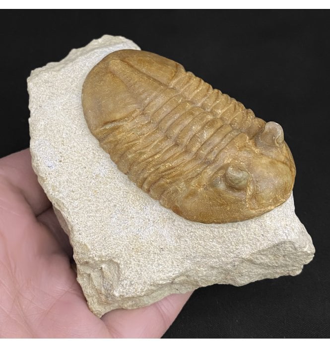 Ordovician Trilobite from St. Petersburg, Russia (SKU T0858):- Asaphus intermedius