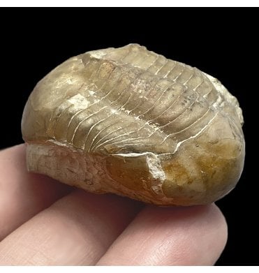 Ordovician Trilobite from St. Petersburg, Russia (SKU T0976):- Illanenus sarsi