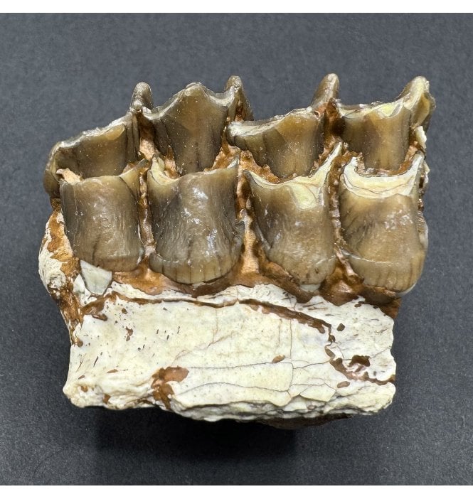 “Oreodont” Jaw from the Early Oligocene, South Dakota, USA (SKU V9214):- Merycoidodon culbertsoni